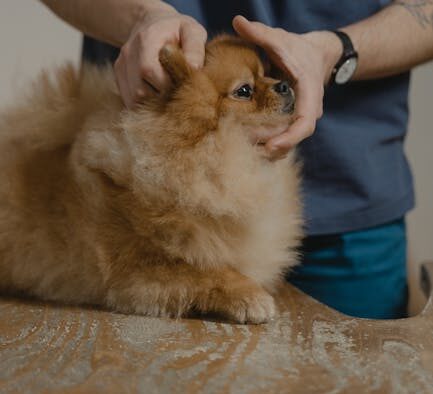 Dog skin bleeding small cracks symptoms and monitoring