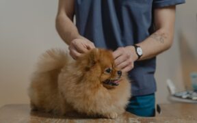 Pet dental care awareness during grooming checks