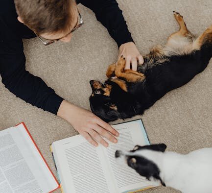 Preventing boredom in dogs enrichment and routines