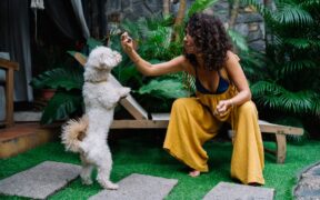 Feeding guide for dogs returning to exercise