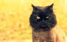 Salt poisoning in cats