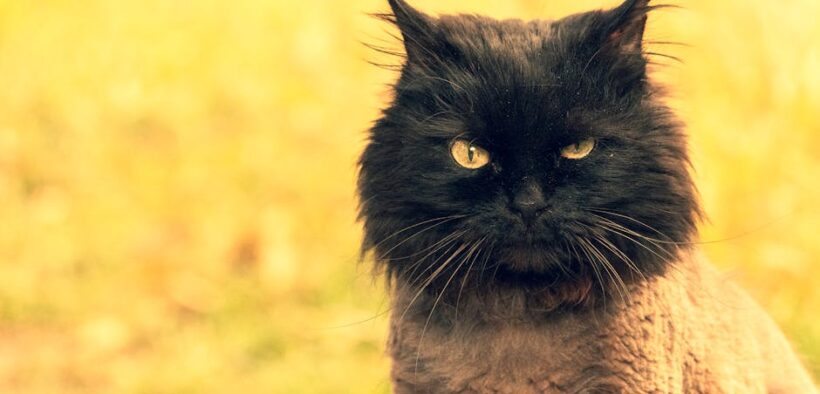 Salt poisoning in cats