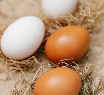 Salmonella poisoning from raw poultry pets