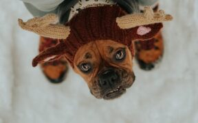 Seasonal Grooming Awareness for Dogs