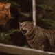 Aggressive behaviour signs in cats