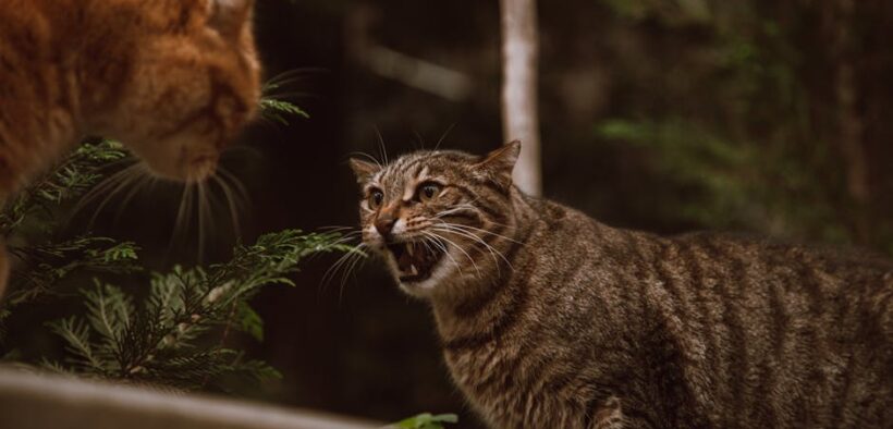 Cats becoming tense when approached from behind
