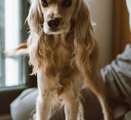 Finding qualified dog trainers near you