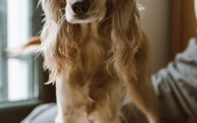 Pet whining when touched near abdomen