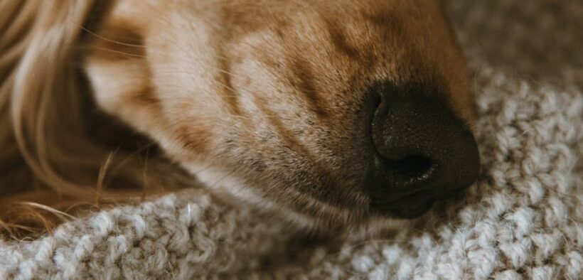 Dog breathing through nose poorly