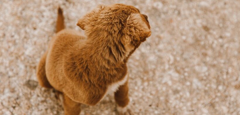 Dogs with ears pinned back
