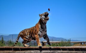 Feeding guide for energetic kittens