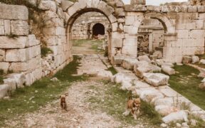 Urinary stones in dogs symptom