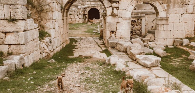 Urinary stones in dogs symptom