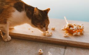 Popcorn toxicity pets