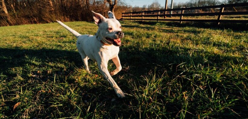 Supplements for rapid growth in large breed puppies