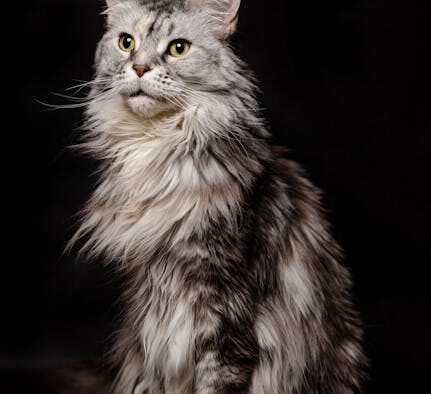 Supplements for healthy coat during shedding season cats
