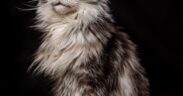 Cat excessive shedding common causes and care tips