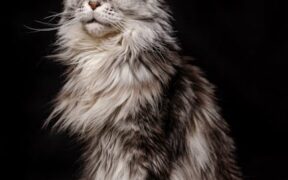 Cat excessive shedding common causes and care tips