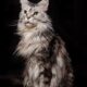 Cat excessive shedding common causes and care tips