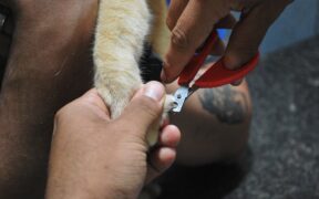 Why Paw Care Matters in Grooming Routines
