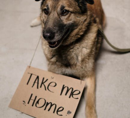 Dog cracked paws causes signs and care