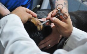 Preventive ear checks for floppy eared dogs