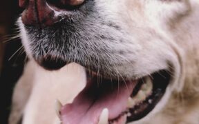 Dog sour smell around mouth digestive symptom