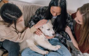 Pet dental care habits for busy schedules