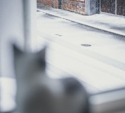 Supplements for joint comfort in cold weather cats