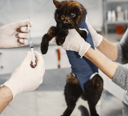 Kitten vaccine visit checklist for responsible owners