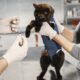 Cat vaccine record keeping tips for responsible owners