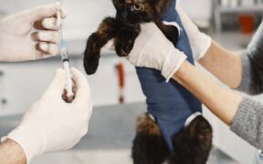 Why cats need regular checkups even when vaccinated