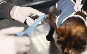 Supplements for post surgery recovery in cats