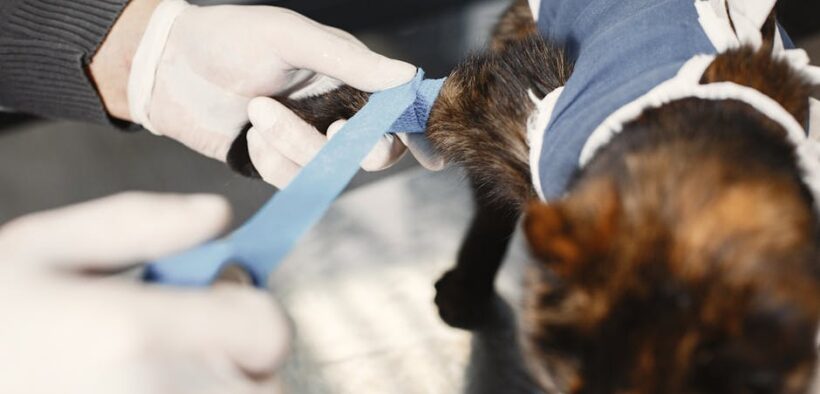 Cat cracked paws symptoms causes and treatment basics