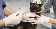 What to expect at a kitten vaccination appointment