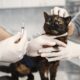 Kitten vaccination basics for new cat owners