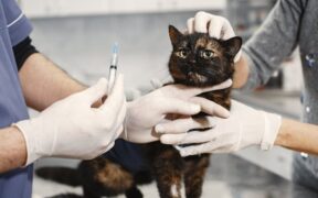 How veterinarians decide vaccination plans for kittens
