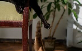 Ticks on cats what owners should know and prevention