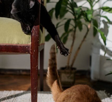 Ticks on cats what owners should know and prevention