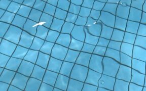 Dog vomiting clear liquid on empty stomach digestive symptom