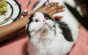 Cats swatting when surprised