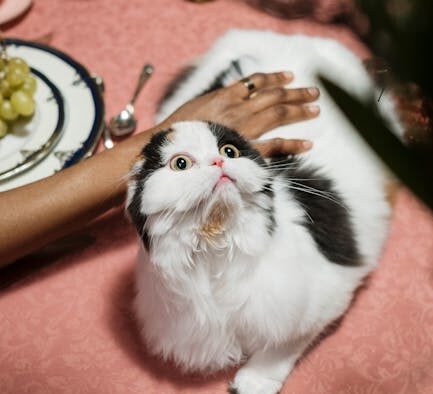 Cats swatting when surprised