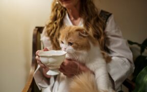 Feeding guide for companion cats