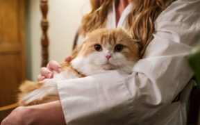 Cat allergies common causes and long-term care