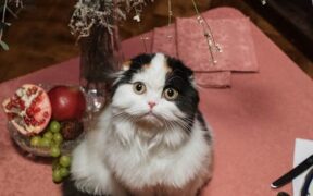 Cat digestive upset after sudden food change