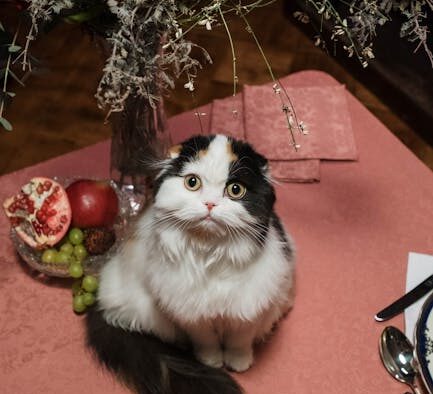 Cat digestive upset after sudden food change