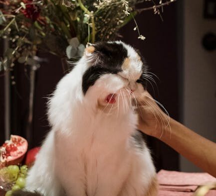 Chronic sneezing pets