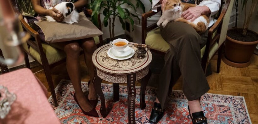 Cats reacting during overstimulated gatherings