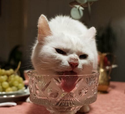 Cat eating less and losing weight digestive concerns