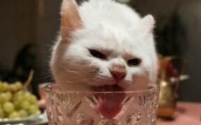 Pet coughing after drinking